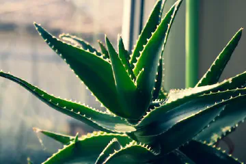 Benefits of Applying Aloe Vera on Face