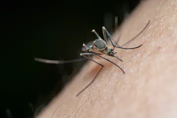 How to Make Bug Bites Stop Itching